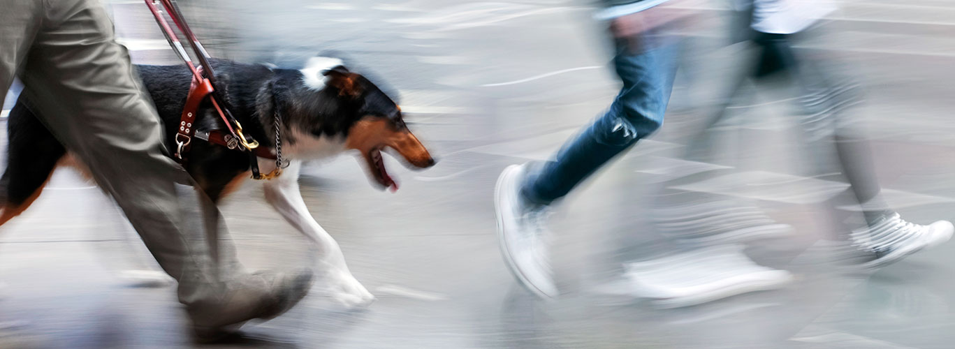 A blurred shot of people’s legs crossing the street, including a man wearing gray pants and walking with his black, brown and white service dog.
